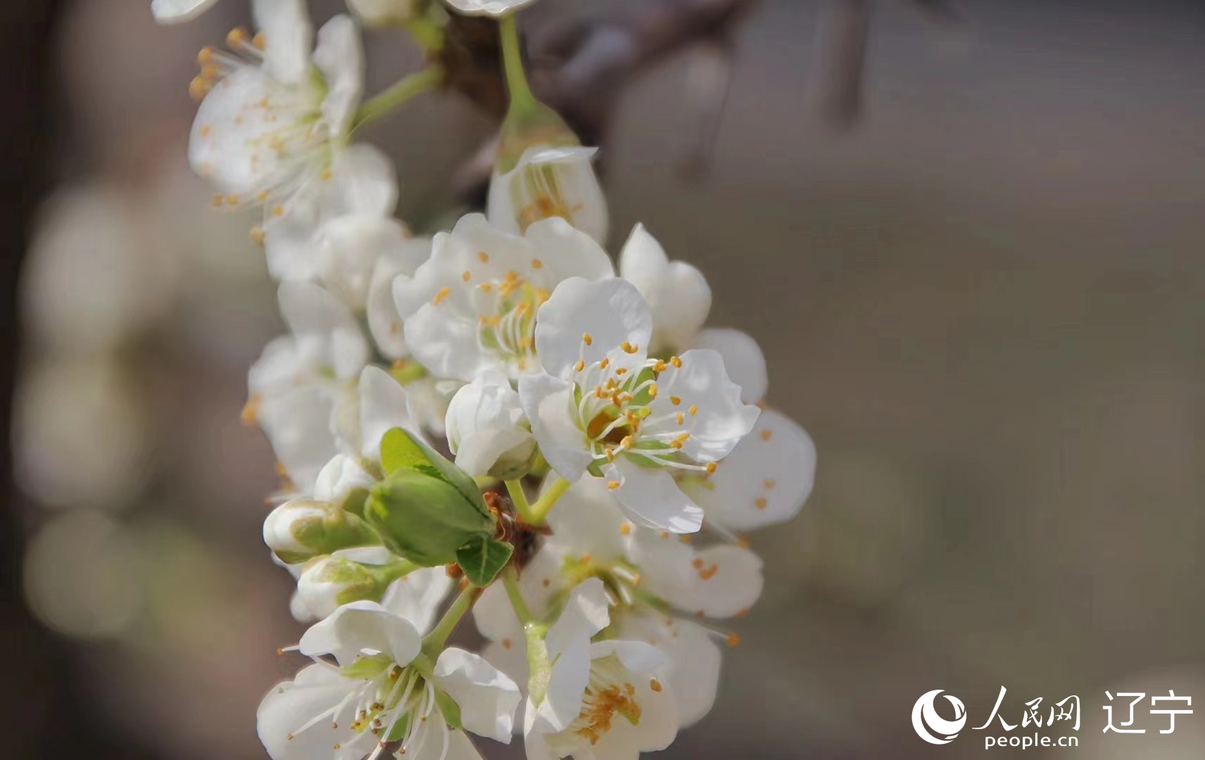 遼寧鞍山：春光無(wú)限好 梨花競(jìng)相開(kāi) 人民網(wǎng) 王斯文攝