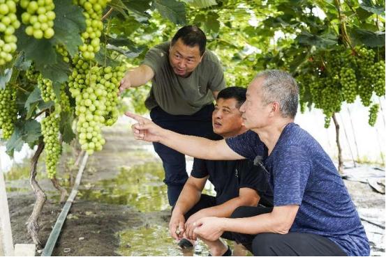 高圣華（左一）、孫凌?。ㄓ乙唬閯V野講解葡萄受災(zāi)后的急救技巧。人民網(wǎng)記者 王斯文攝